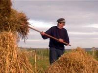 Tommy Lennie - Takin' in the Stooks